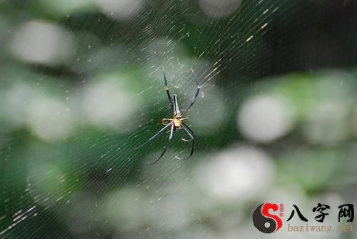梦见巨大的蜘蛛