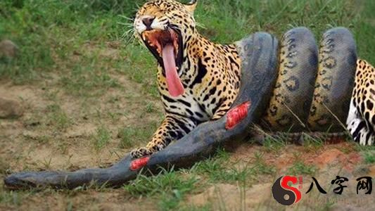 梦见蛇和老虎打架