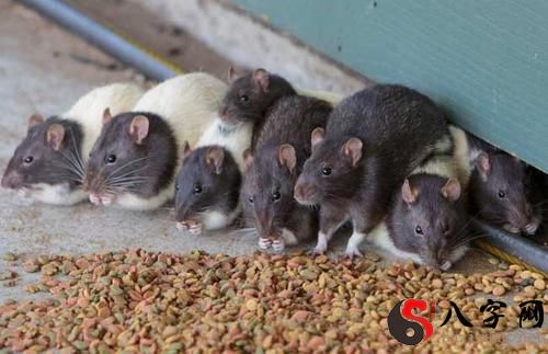 梦见打死好多老鼠