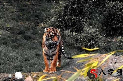 梦见老虎攻击人