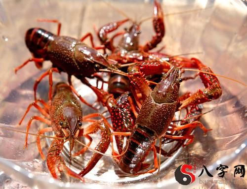 梦见龙虾生小龙虾