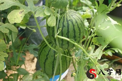 梦见摘不熟的西瓜