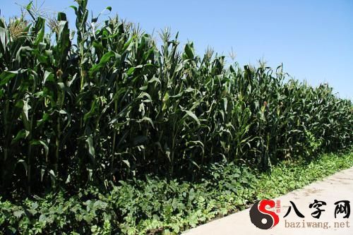 梦见玉米长得茂盛