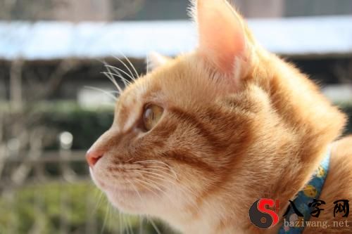 梦见自己结婚不高兴